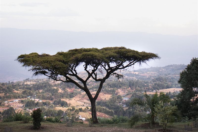 A lone acacia on the lawn with the Kerio Valley and the far escarpment behind